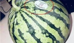 网红吃瓜制品,揭秘网络红人美食新宠