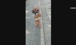 爆料娱乐小哥小说,揭秘娱乐圈背后的秘密与真相